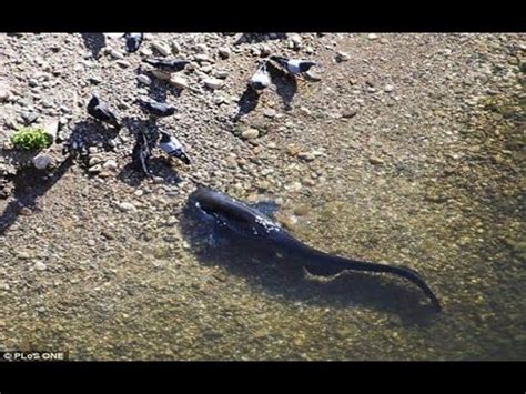 CATFISH CATCH AND EAT PIGEON PART by CATFISHING WORLD - YouTube