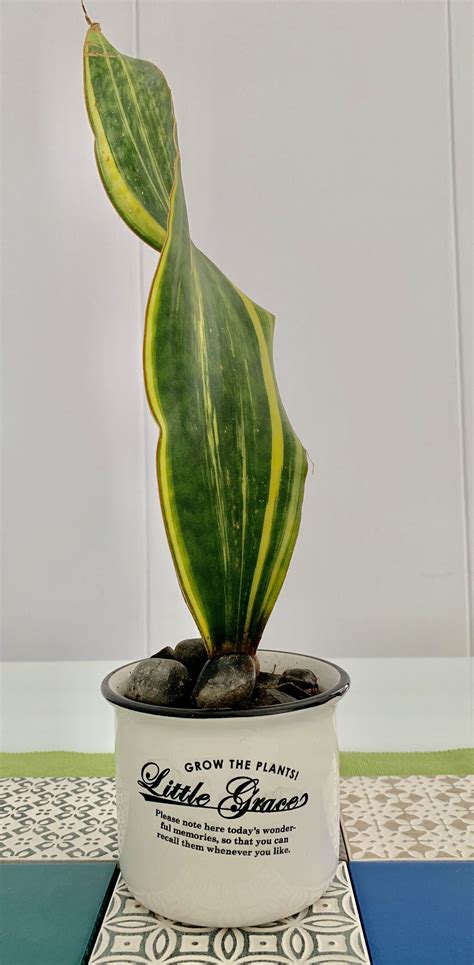 Sansevieria masoniana 'Whale Fin' | Sansevieria, Snake plant varieties ...