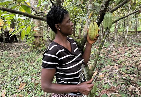 Traceable cocoa and new prospects for Sierra Leonean farmers