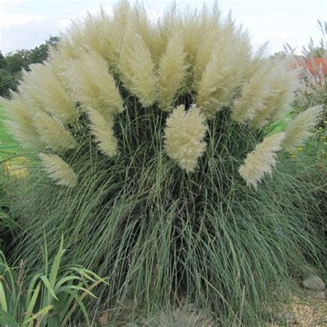 White Muhly Grass - Etsy