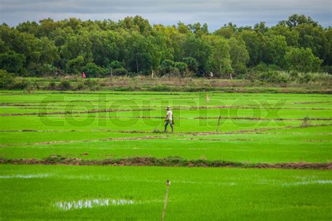 Cambodian rice fields | Stock image | Colourbox