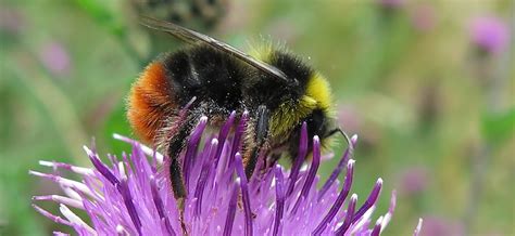 Bumblebee Conservation Trust - Raymond Brown Group