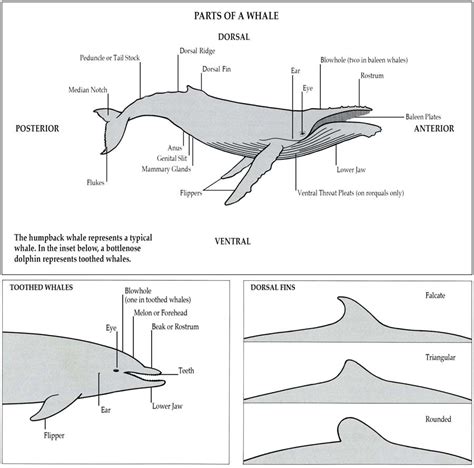 PARTS OF A WHALE – A Complete Guide to Whales, Dolphins And Porpoises