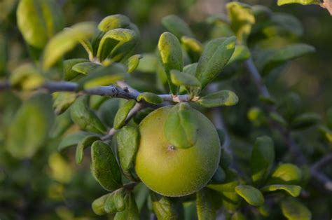 The Texas Persimmon Tree - Minneopa Orchards