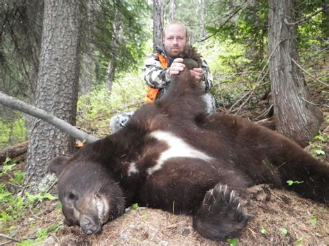 Montana Hunting Outfitter | Bear Hunting Trips, Fall, Spring Bear Hunts ...