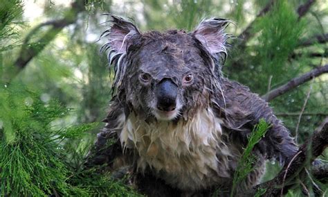 Wake up on the wrong side of the bed? Dozy koala looks far from thrilled after being woken up ...