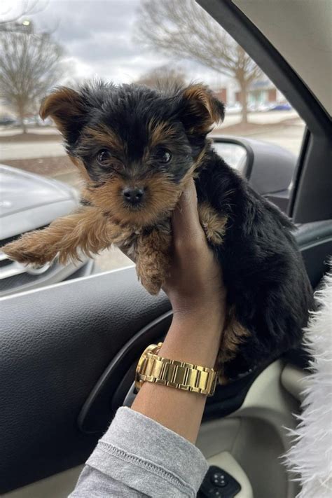 When Is A Teacup Yorkie Full Grown? (Size & Age Full Grown)