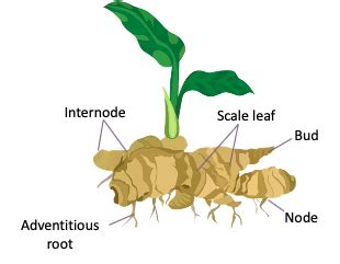 Reproduction in organisms