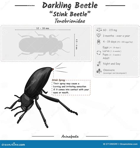 Infographic of a Darkling Beetle or Stink Beetle Stock Vector ...