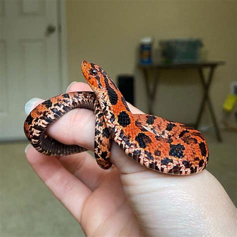 Eastern Hognose Snake - Learn About Nature