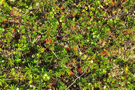 Premium Photo | Background of the tundra vegetation