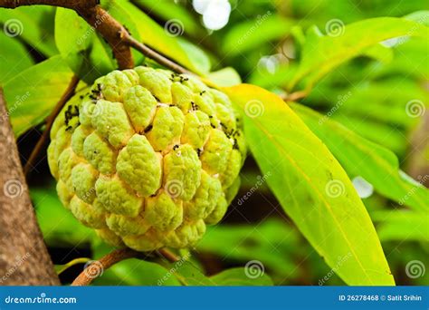 Fresh sugar apple on tree stock photo. Image of round - 26278468