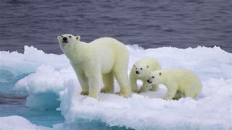 Wallpaper and Screensavers Free Polar Bears - WallpaperSafari