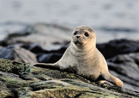 50 Seals In Honor Of Seal's 50th Birthday | Seal pup, Ocean mammal, Animals beautiful