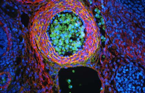 Cell biology as art | Digital Outlook