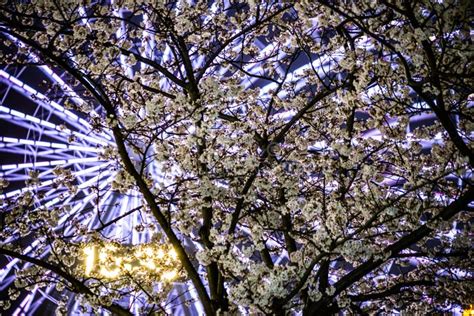 Cherry Blossoms and the Ferris Wheel of the Minato Mirai Stock Image - Image of emotional, city ...