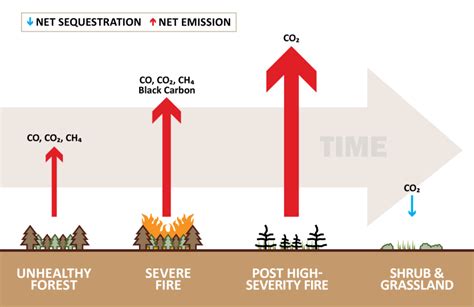 Forests and forest products offset 10–20 percent of carbon emissions every year – Healthy ...