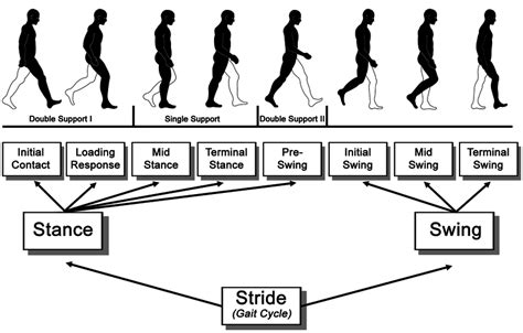 Gait Cycle phases and sub-phases according to [19]. | Download ...