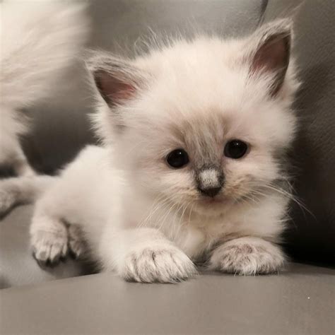 Purebred Ragdoll Kittens for Sale