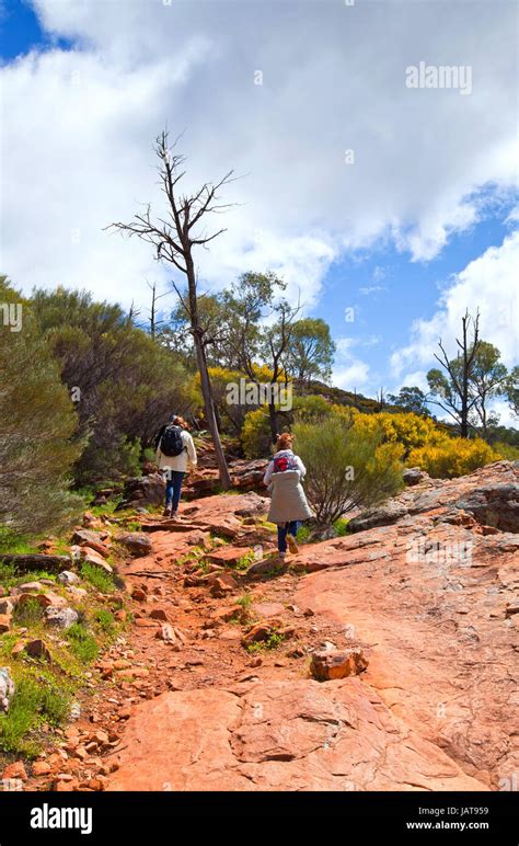 The Wilpena Pound and Wangarra Lookout Trail Wilpena Pound Flinders Ranges South Australia Stock ...