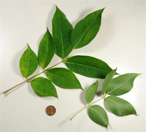 pinnate-compound leaves, beebee tree | Flickr - Photo Sharing!