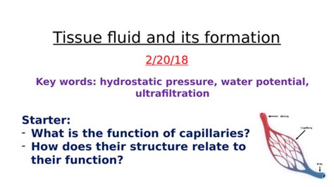 Tissue fluid formation AQA Biology A level | Teaching Resources