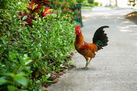 Rooster in Key West