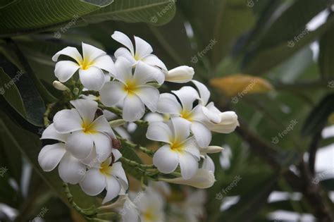 Premium Photo | White plumeria flowers are blooming on the tree