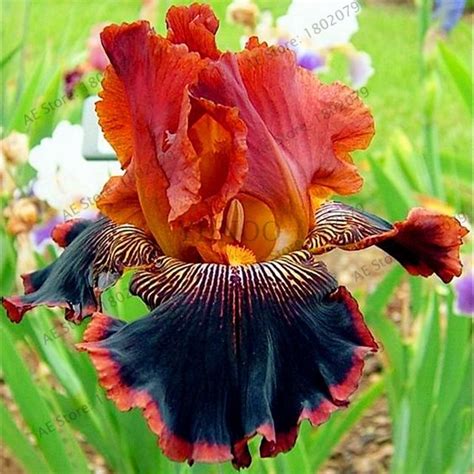 50pcs/bag mixed color Iris Flower Seeds,Rare Flower Seeds bearded iris ...