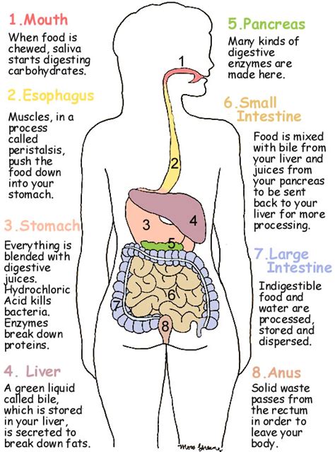 Human Digestive System Diagram And Food Digestion | Safe Health Tips