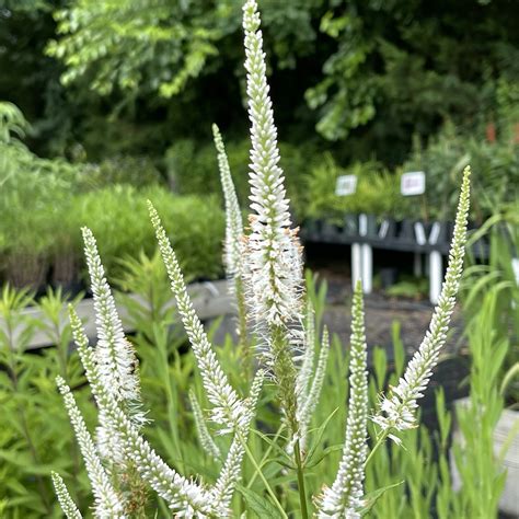 Veronicastrum virginicum – Gino's Nursery