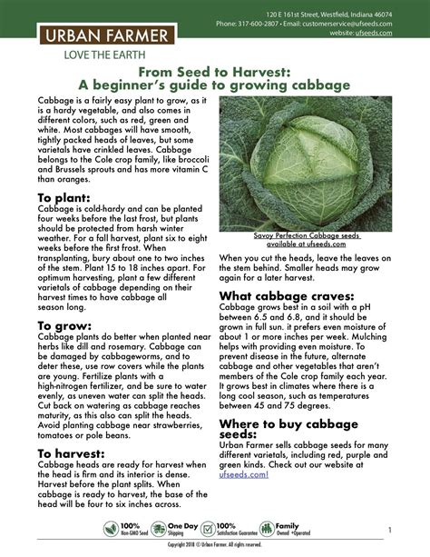 How to Grow Cabbage | Container gardening vegetables, Growing cabbage, Easy plants to grow