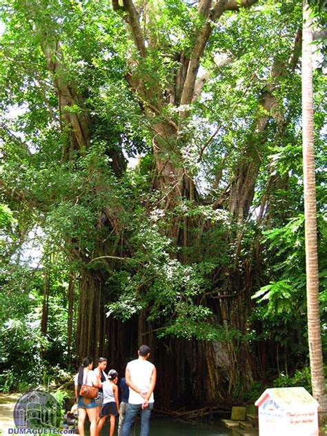 Century Old Balete Tree in Siquijor - Siquijor - Philippines