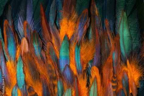 Colorful close up photo of chicken feathers. Shimmer colors of wing. Stock Photo | Adobe Stock