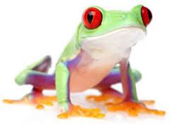 Red Eyed Tree Frog Care - CHICAGO EXOTICS ANIMAL HOSPITAL