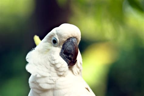 Bird Cockatoo Ornithology - Free photo on Pixabay - Pixabay