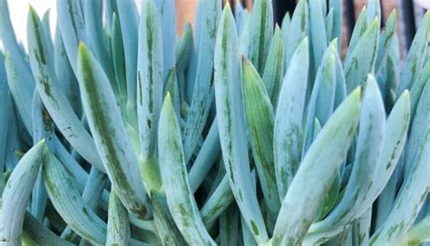 Blue Chalksticks (Senecio mandraliscae): Grow & Care Guide - Planterior Collective