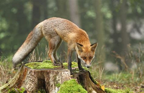 Study suggests foxes lived off human leftovers 40,000 years ago