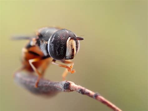 Stunning Macro Photography of Insects by Okqy Setiawan | 99inspiration