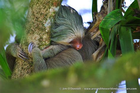 A Taste of Costa Rican Wildlife from La Selva Biological Station ...