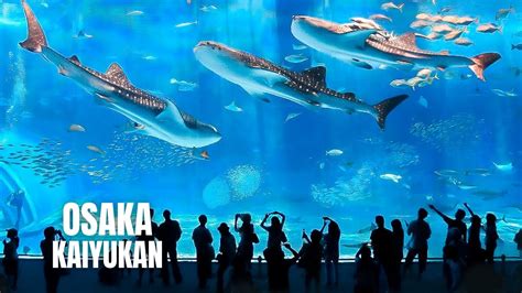 Osaka Aquarium Kaiyukan Walking Tour (2023) (4K HDR) - YouTube