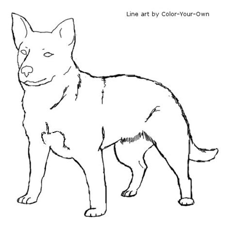 Blue Heeler Coloring Pages Coloring Pages