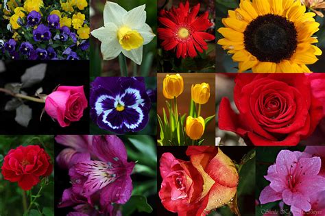 Vibrant Flower Collage Photograph by Sheila Kay McIntyre