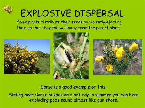 PPT - Seed Dispersal How does it happen? PowerPoint Presentation - ID ...