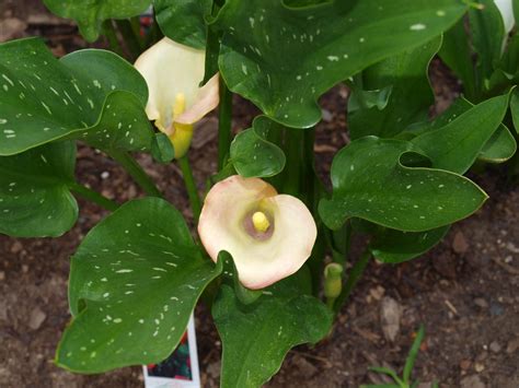 Moving Calla Lily Plants - Best Time To Transplant Calla Lilies