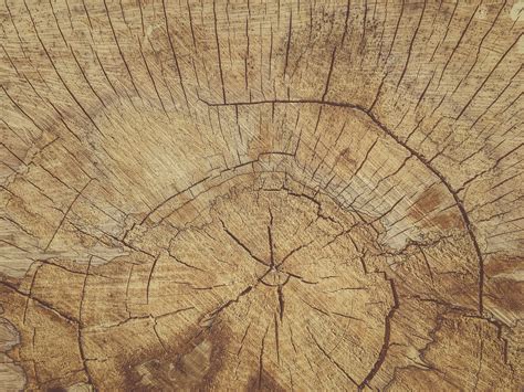 Cut Wood Texture Free Stock Photo - Public Domain Pictures