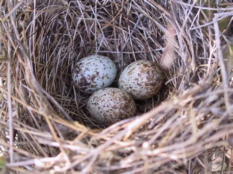 Female Cardinal Nest