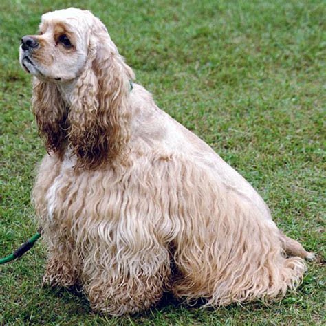 File:AmericanCockerSpaniel wb.jpg - Wikipedia, the free encyclopedia