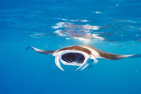 Devil Ray vs Manta Ray: What are the Differences? - A-Z Animals