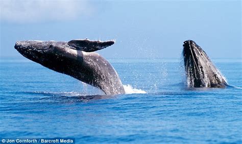 White Wolf : The baby humpback which appears to levitate in incredible snap